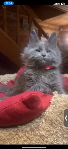 Котенок мейн-кун