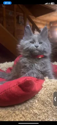 Котенок мейн-кун