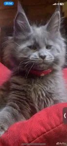 Котенок мейн-кун