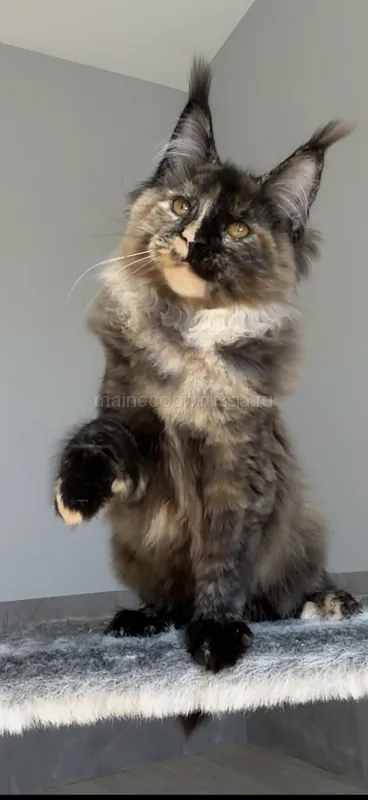 Maine Coon kitten Tortie Mac Tabby MCO f 23 Girl
