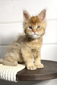 Котенок мейн-кун