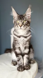Maine Coon kitten