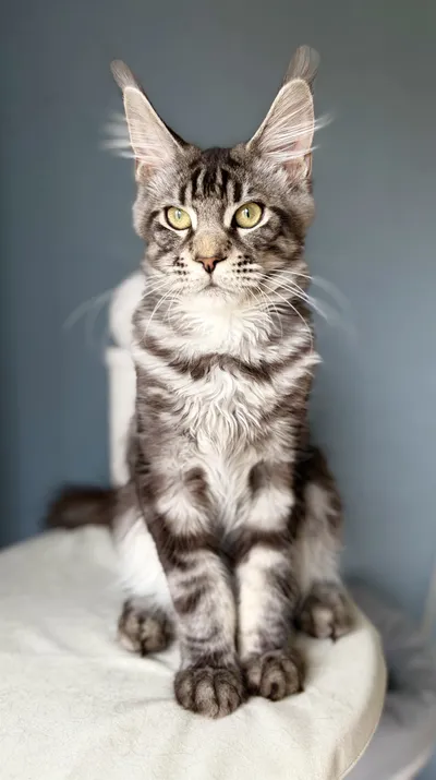 Котенок мейн-кун