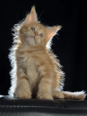 Котенок мейн-кун