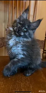 Котенок мейн-кун