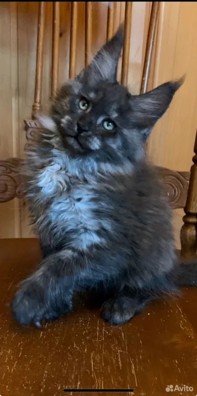 Maine Coon kitten Black smoke MCO ns  Boy