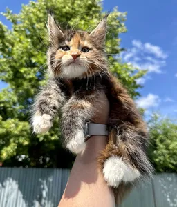 Котенок мейн-кун