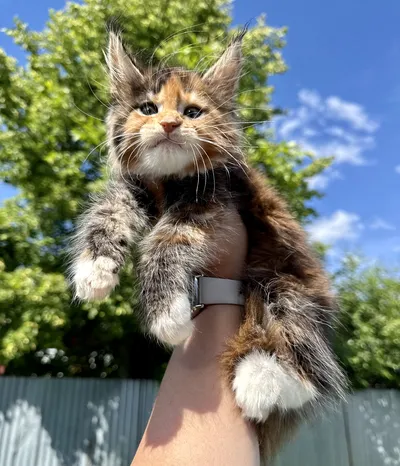 Котенок мейн-кун
