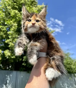 Котенок мейн-кун