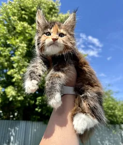 Котенок мейн-кун