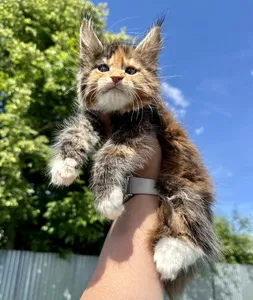 Котенок мейн-кун