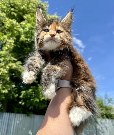 Котенок мейн-кун