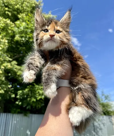 Котенок мейн-кун