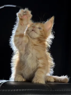 Котенок мейн-кун