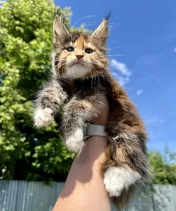 Котенок мейн-кун