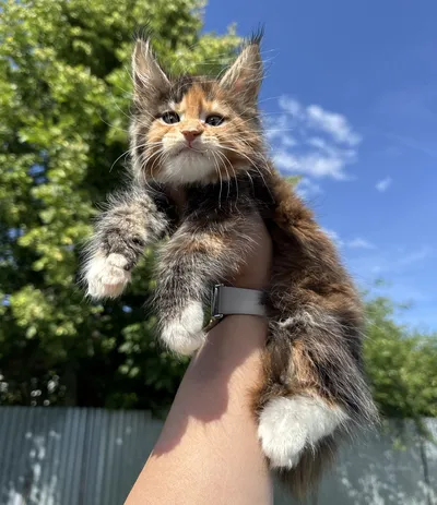 Котенок мейн-кун