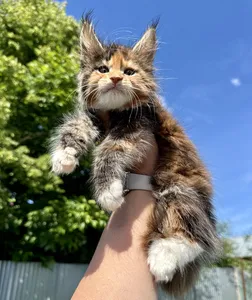 Котенок мейн-кун