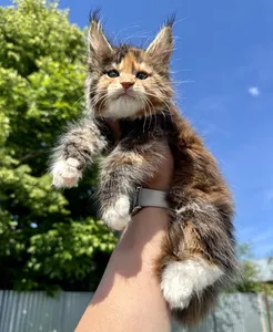 Котенок мейн-кун
