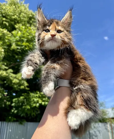 Котенок мейн-кун