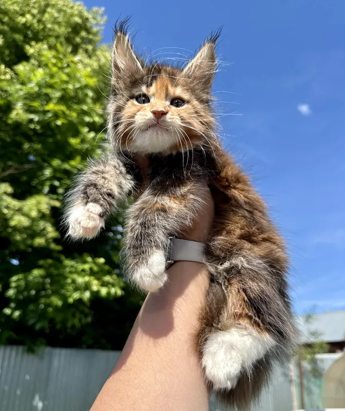 Maine Coon kitten Tortie white dots on paws or/and stomach MCO f 09 Girl
