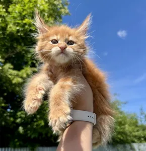 Maine Coon kitten