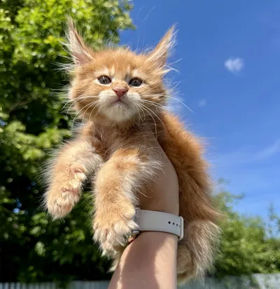 Котенок мейн-кун