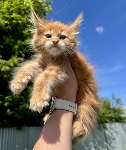 Maine Coon kitten