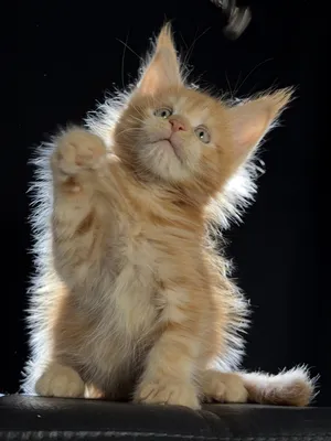 Котенок мейн-кун