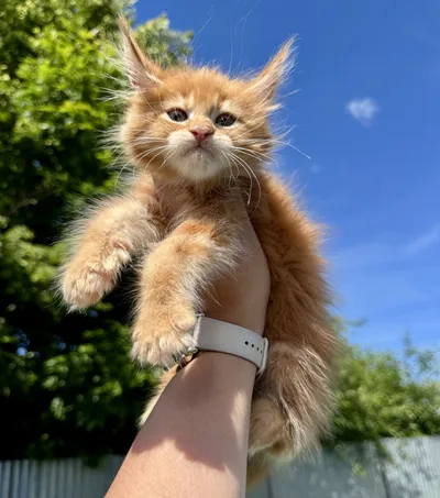Котенок мейн-кун