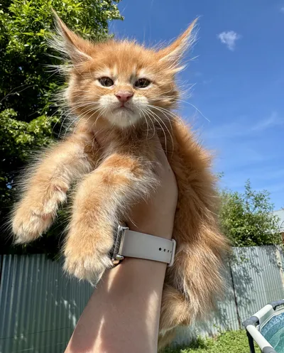 Котенок мейн-кун
