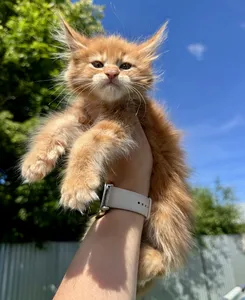 Maine Coon kitten