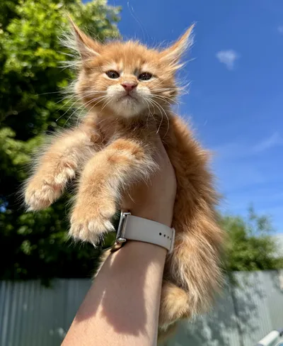 Котенок мейн-кун