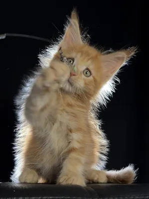 Котенок мейн-кун