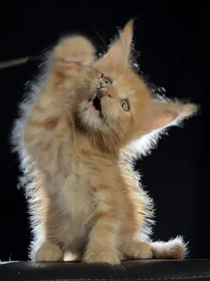 Котенок мейн-кун