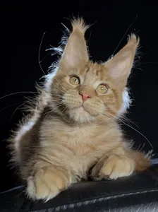 Котенок мейн-кун
