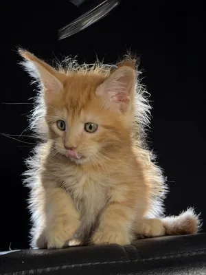 Котенок мейн-кун