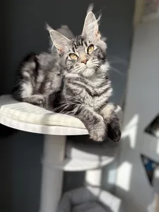Maine Coon kitten