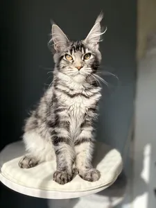 Maine Coon kitten