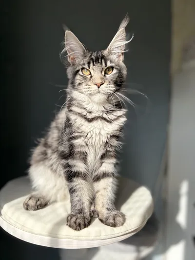 Котенок мейн-кун
