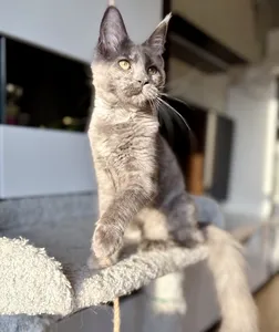 Котенок мейн-кун