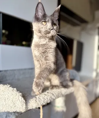 Polydactyl Maine Coon: the cat with big mitten paws