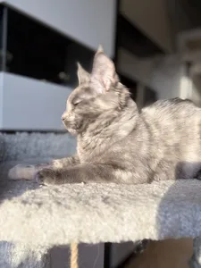 Котенок мейн-кун