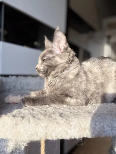 Котенок мейн-кун