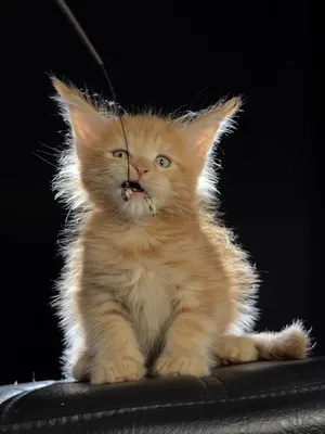 Котенок мейн-кун