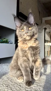 Maine Coon kitten
