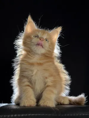 Котенок мейн-кун