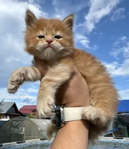 Котенок мейн-кун