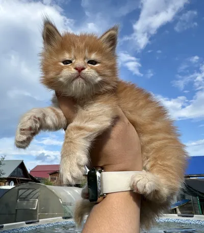 Котенок мейн-кун