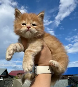 Umka