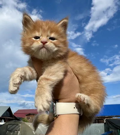 Котенок мейн-кун